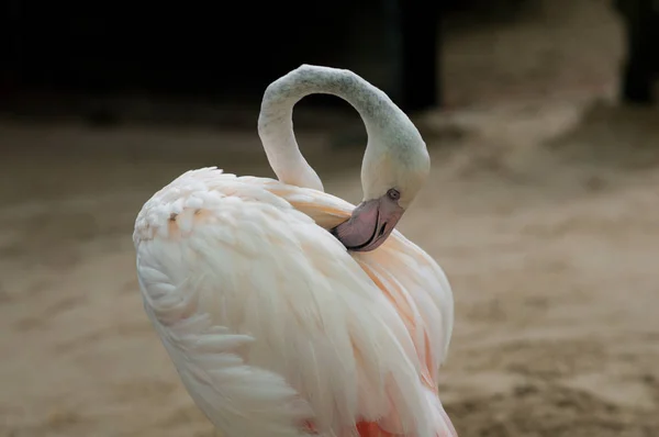 Flamingos Group Standing Water Thailand National Park Vertical — Stock Photo, Image