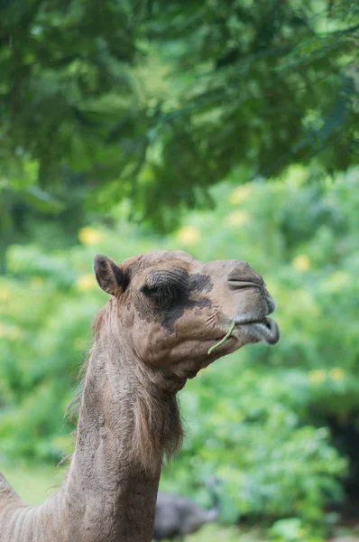 Wielbłąd Miejskim Parku Zoo Narodowy Tajlandia Pionowe Zielony Park Słoneczny — Zdjęcie stockowe