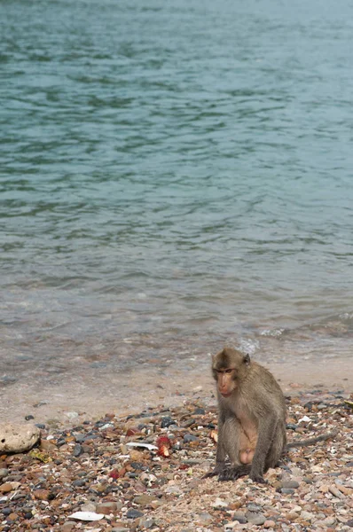 Обезьяний Остров Таиланд Обезьяны Пляже Моря — стоковое фото