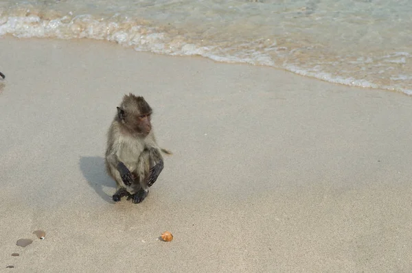 Monkey Island Ταϊλάνδη Πίθηκοι Είναι Στην Παραλία Δίπλα Στη Θάλασσα — Φωτογραφία Αρχείου