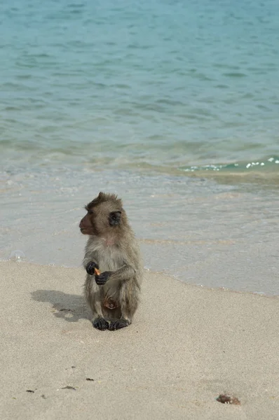 Monkey Island Ταϊλάνδη Πίθηκοι Είναι Στην Παραλία Δίπλα Στη Θάλασσα — Φωτογραφία Αρχείου