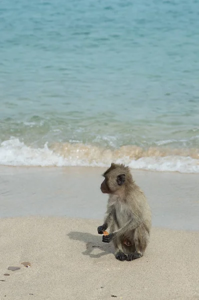 Monkey Island Thailand Apen Zijn Het Strand Door Zee — Stockfoto