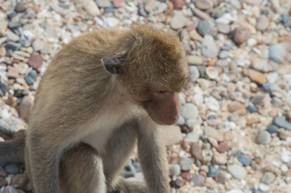 Monkey Island Thailand Monkeys Beach Sea — Stock Photo, Image