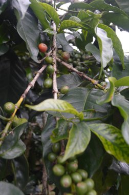 Yeşil kahve çekirdekleri ile kahve şube. Bulutlu güneşli bir günde Vietnam. Kahve saç ekimi, Arabistan, robusta, mocha.