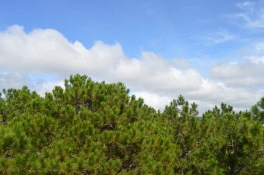 Yeşil tepe ufuk bulutlar ve gökyüzü. Ağaçlar ve bulutlar içinde belgili tanımlık geçmiş. Şehir ve artalan evleri