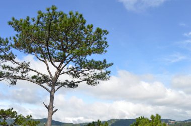 Yeşil tepe ufuk bulutlar ve gökyüzü. Ağaçlar ve bulutlar içinde belgili tanımlık geçmiş. Şehir ve artalan evleri