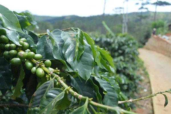 Coffee branch with green coffee beans. Cloudy sunny day in Vietnam. Coffee plantation, arabica, robusta, mocha.
