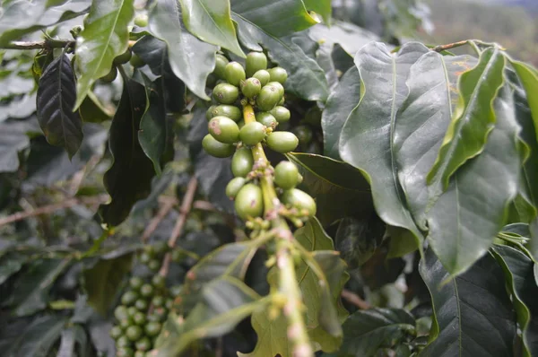 Coffee branch with green coffee beans. Cloudy sunny day in Vietnam. Coffee plantation, arabica, robusta, mocha.