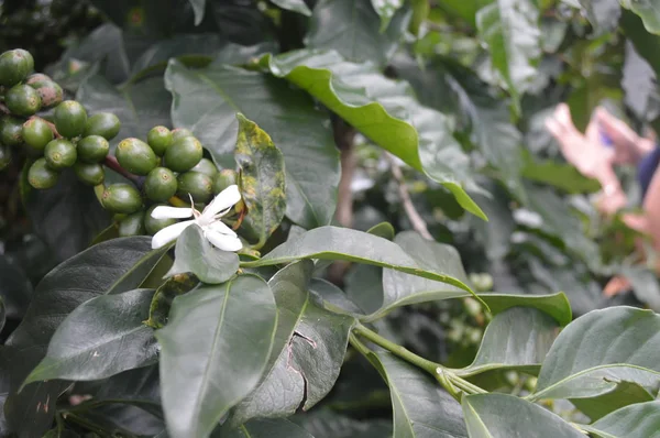 Coffee branch with green coffee beans. Cloudy sunny day in Vietnam. Coffee plantation, arabica, robusta, mocha.