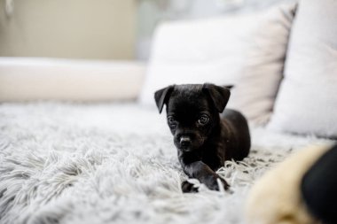 Kanepede oturan ve bir el ile oynayan siyah köpek yavrusu oyuncak korkunç ve