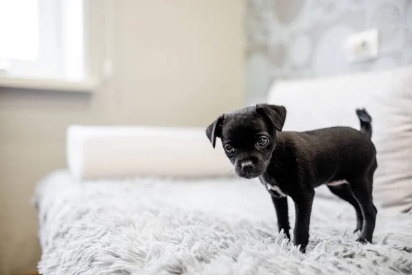 Kanepede oturan ve bir el ile oynayan siyah köpek yavrusu oyuncak korkunç ve