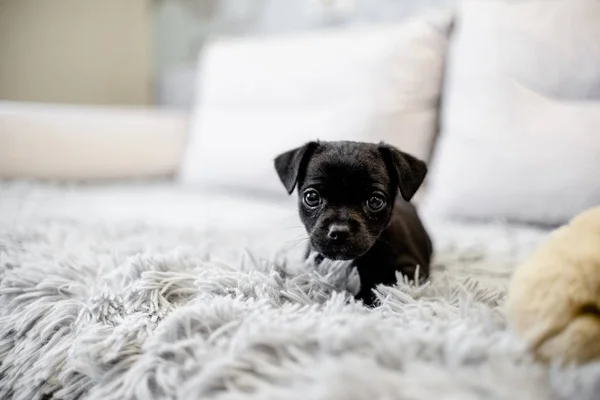 Kanepede oturan ve bir el ile oynayan siyah köpek yavrusu oyuncak korkunç ve