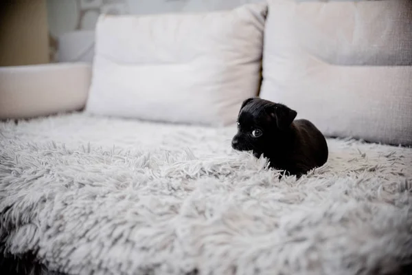 Kanepede Oturan Bir Ile Oynayan Siyah Köpek Yavrusu Oyuncak Korkunç — Stok fotoğraf
