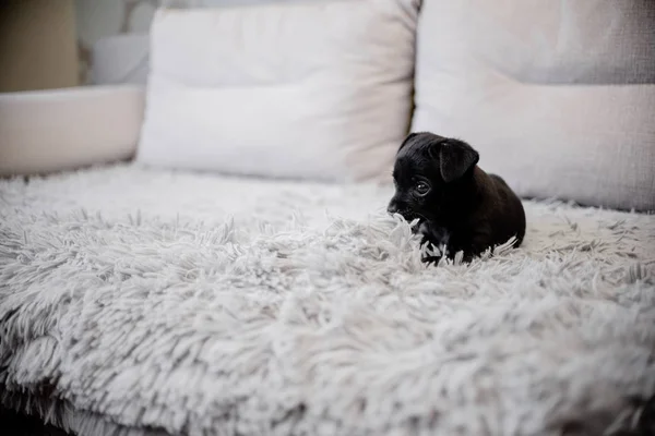 Kanepede Oturan Bir Ile Oynayan Siyah Köpek Yavrusu Oyuncak Korkunç — Stok fotoğraf