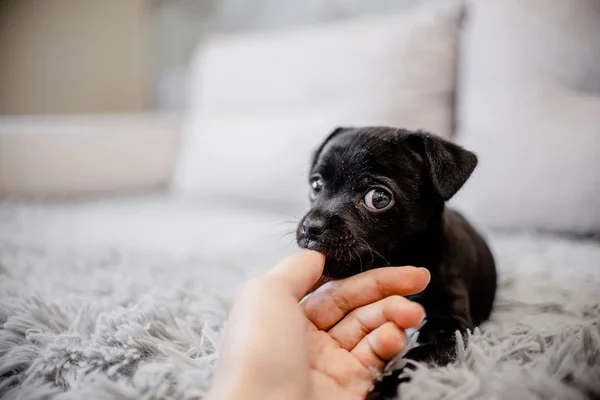 Schwarzer Welpe Toy Terrier Sitzt Auf Einem Sofa Und Spielt — Stockfoto