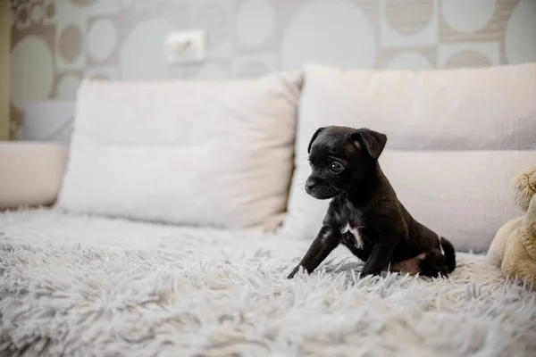 Kanepede Oturan Bir Ile Oynayan Siyah Köpek Yavrusu Oyuncak Korkunç — Stok fotoğraf