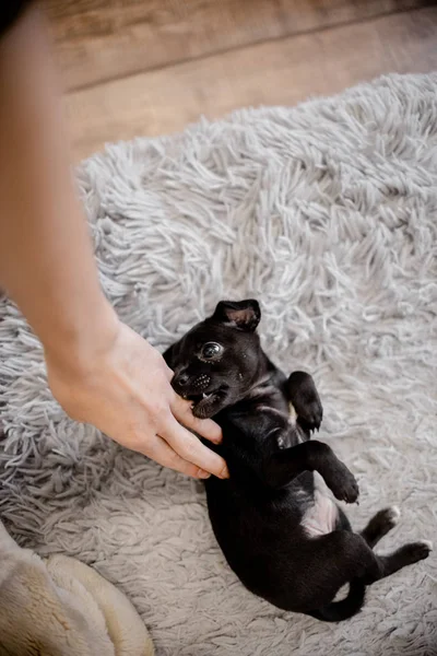 Kanepede Oturan Bir Ile Oynayan Siyah Köpek Yavrusu Oyuncak Korkunç — Stok fotoğraf