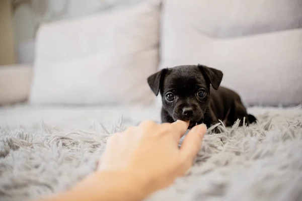 Kanepede Oturan Bir Ile Oynayan Siyah Köpek Yavrusu Oyuncak Korkunç — Stok fotoğraf