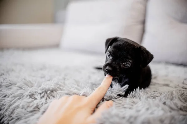 Black Puppy Toy Terrier Sitting Sofa Playing Hand — Stock Photo, Image