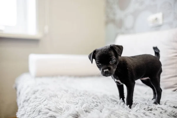Black Puppy Toy Terrier Sitting Sofa Playing Hand — Stock Photo, Image
