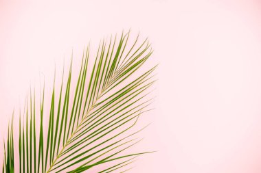Tropikal Monstera pembe arka plan bırakır. Düz yatıyordu, en iyi görünümü/palmiye yaprağı pembe bir arka plan üzerinde
