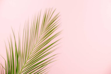 Tropikal Monstera pembe arka plan bırakır. Düz yatıyordu, en iyi görünümü/palmiye yaprağı pembe bir arka plan üzerinde