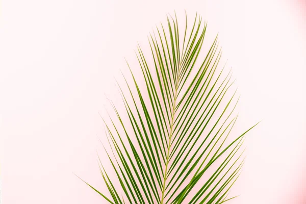 Τροπικά Φύλλα Μονστέρα Ροζ Φόντο Επίπεδη Lay Κορυφαία Θέα Palm — Φωτογραφία Αρχείου