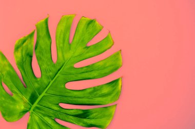 Bir arka plan üzerinde parlak monstrella yaprağı. Tropikal yaprak düz duvar kağıdı.