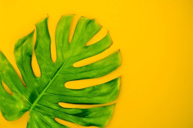 Bir arka plan üzerinde parlak monstrella yaprağı. Tropikal yaprak düz duvar kağıdı.