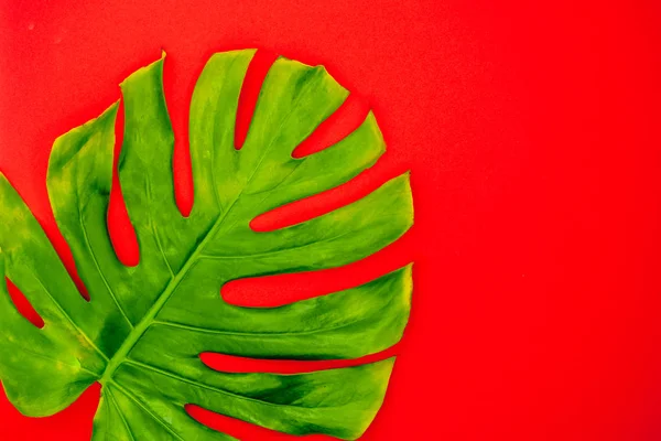 Bright monstrella leaf on a abstract background. Tropical leaf flat wallpaper.