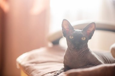 Koltukta oturan gri kedi. Kanadalı spynx cesur kedi istirahat yaşıyor. Yatay üst görünüm copyspace.