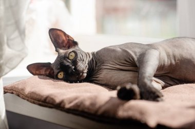 Koltukta oturan gri kedi. Kanadalı spynx cesur kedi istirahat yaşıyor. Yatay üst görünüm copyspace.