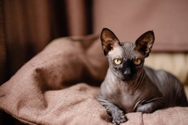 Koltukta oturan gri kedi. Kanadalı spynx cesur kedi istirahat yaşıyor. Yatay üst görünüm copyspace.