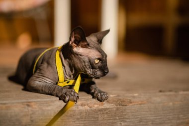 Tasmalı gri kedi. Tahta zeminde yatan gri kedi. Sarı tasma. Yatay görünüm kopyalama alanı.