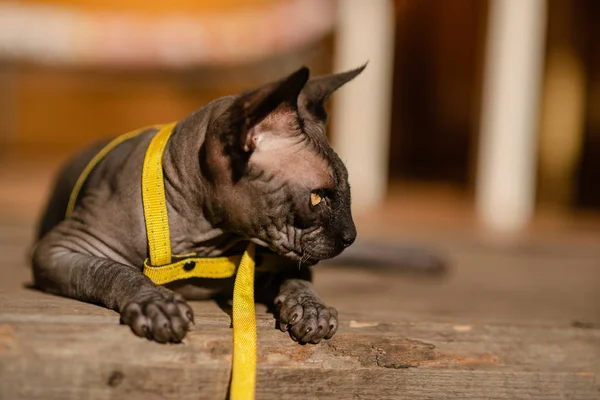 Grey cat on a leash. Grey cat lying on a wooden floor. Yellow leash. Horizontal view copyspace.