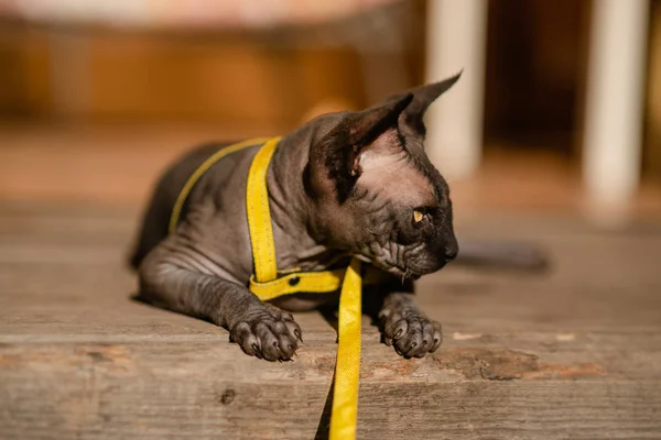 Grey cat on a leash. Grey cat lying on a wooden floor. Yellow leash. Horizontal view copyspace.