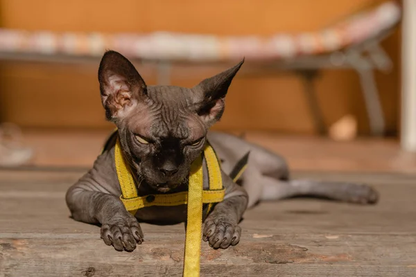 Grey cat on a leash. Grey cat lying on a wooden floor. Yellow leash. Horizontal view copyspace.