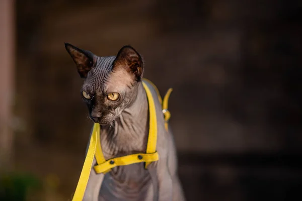 Grey cat on a leash. Grey cat lying on a wooden floor. Yellow leash. Horizontal view copyspace.