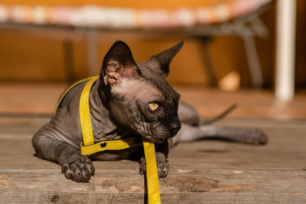 Grey cat on a leash. Grey cat lying on a wooden floor. Yellow leash. Horizontal view copyspace.