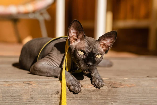 Grey cat on a leash. Grey cat lying on a wooden floor. Yellow leash. Horizontal view copyspace.