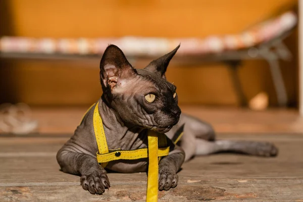 Grey cat on a leash. Grey cat lying on a wooden floor. Yellow leash. Horizontal view copyspace.