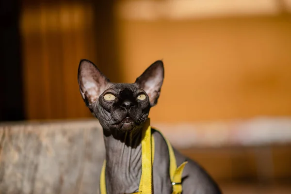 Grey cat on a leash. Grey cat lying on a wooden floor. Yellow leash. Horizontal view copyspace.