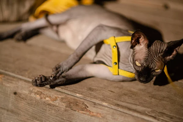 Grey cat on a leash. Grey cat lying on a wooden floor. Yellow leash. Horizontal view copyspace.