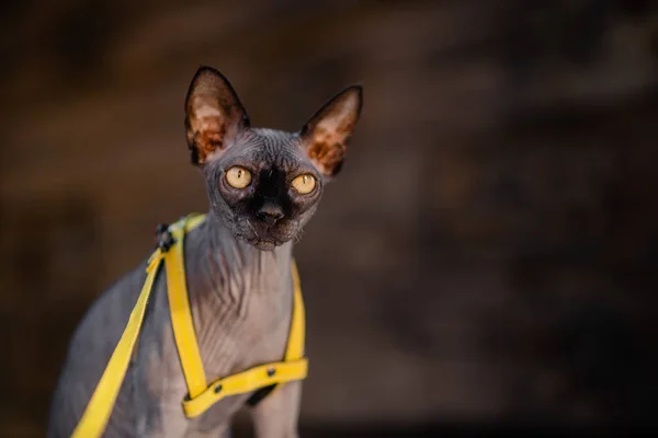 Grey cat on a leash. Grey cat lying on a wooden floor. Yellow leash. Horizontal view copyspace.