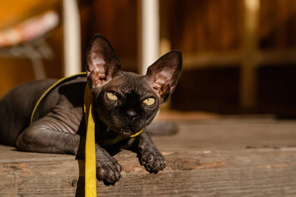 Grey cat on a leash. Grey cat lying on a wooden floor. Yellow leash. Horizontal view copyspace.