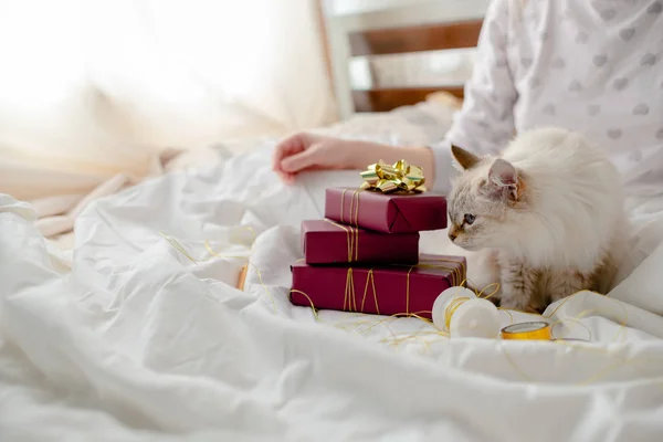 Fluffy kitten with presents, bows and ribbons. Top horizontal vi