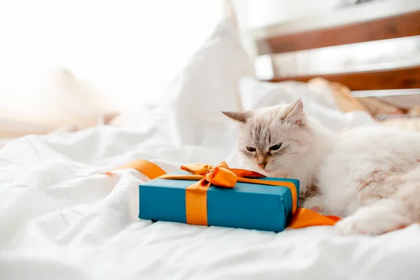 Chlupaté kotě s dárky, luky a stuhami. Horní vodorovná vi — Stock fotografie