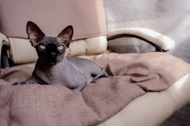 Gri Kanada Sphynx koltukta yatıyor. Kedi uyuyor ve güneşe bakıyor. Üst yatay görünüm Copyspace hayvan bakımı