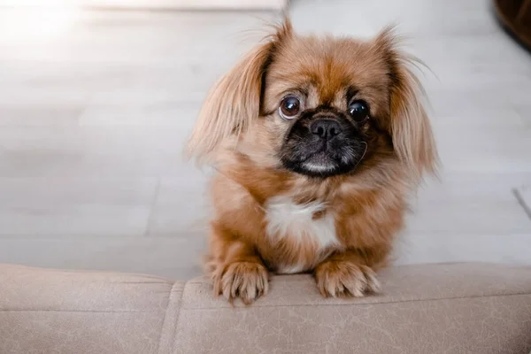 Little cute ginger pekingese looking at the camera. Top horizontal vie copyspace pets and taking care concept — Stock Photo, Image