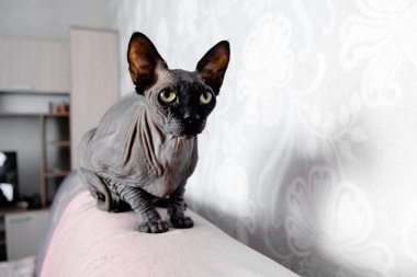 Gri Kanadalı casus kedi dinleniyor. Evcil hayvanlar ve hayvanlar için kopyalama alanı